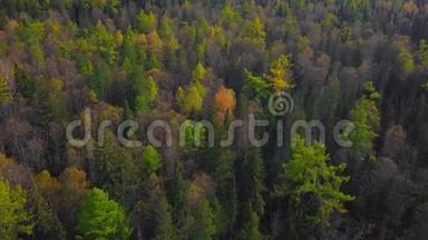 黄色的秋天森林。 秋天的彩色落叶乔木。 高空俯视图